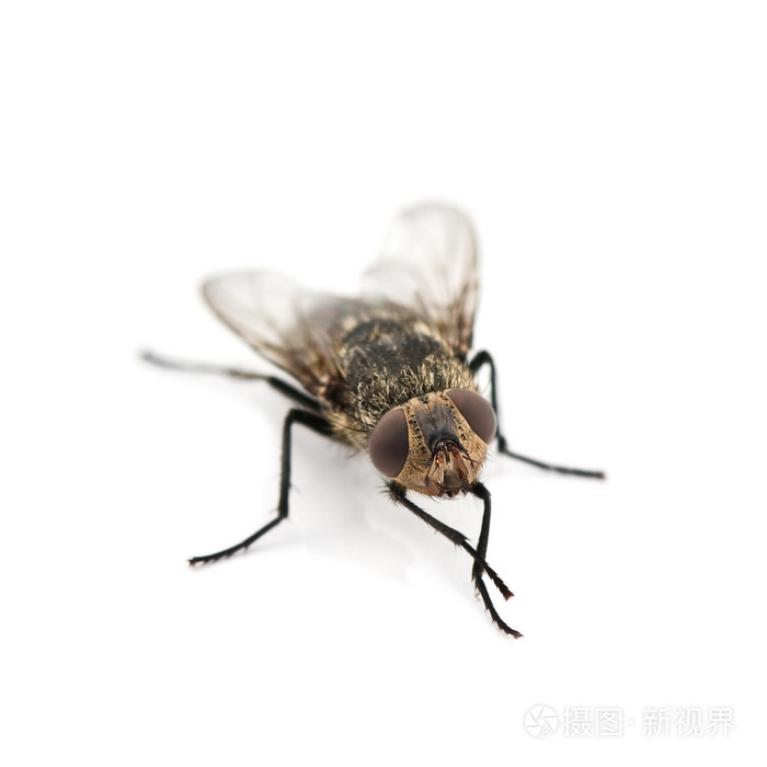 在白色背景上被隔离的苍蝇