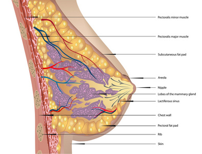 乳房的解剖. 矢量插图照片