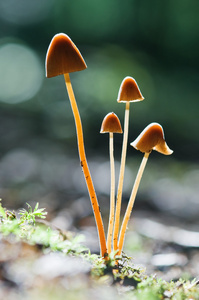 蘑菇 mushroom的名词复数  如蘑菇般生长迅速的事物