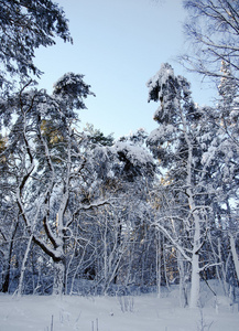 冬季景观