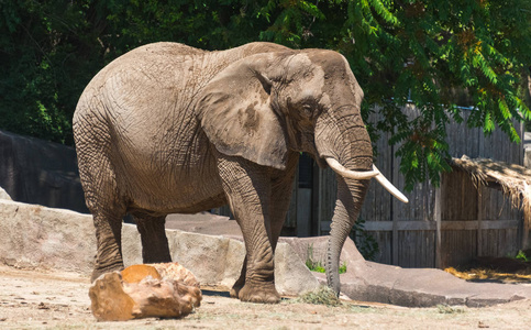 密尔沃基郡动物园的大象图片
