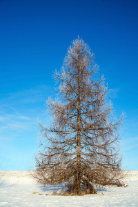 冬天的裸树