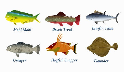 鱼套不同类型鱼类的矢量插图。隔离在白色