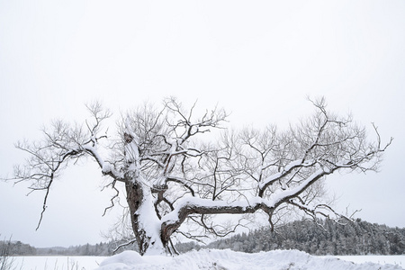 白雪皑皑的树