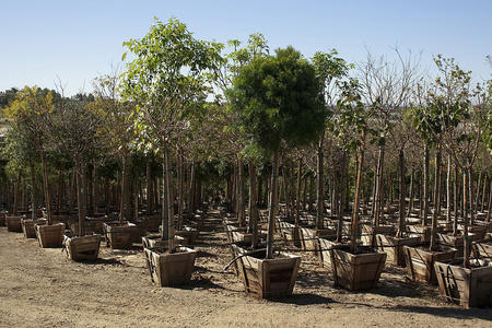 树苗圃图片