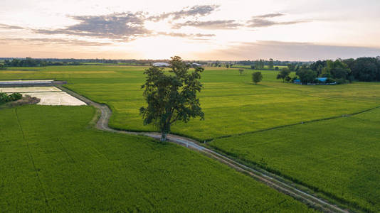 鸟瞰大树, 旁边的两个稻田农村场面泰国。日出时间