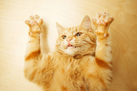 背景猫图片 背景猫素材 背景猫插画 摄图新视界
