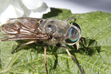 潜叶蝇马蝇落在树叶上照片