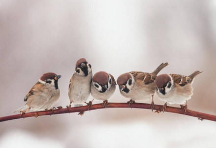 棕色的小鸟图片