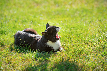 黑猫躺在草地上, 在温暖的阳光下放松。白斑点打呵欠黑猫