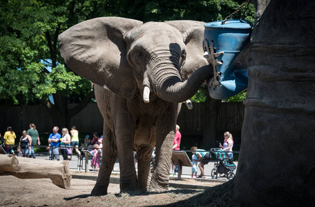 密尔沃基郡动物园的大象