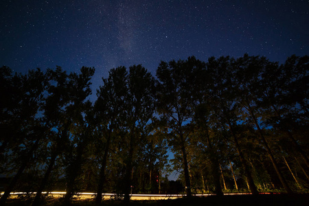 森林里树梢上繁星满天的夜空照片