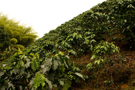 咖啡田。 哥伦比亚