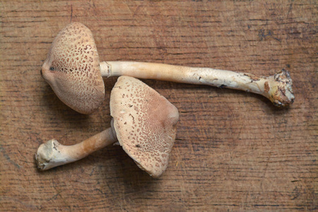 Macrolepiota Procera 蘑菇