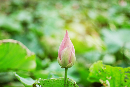 粉红色的芽与美丽