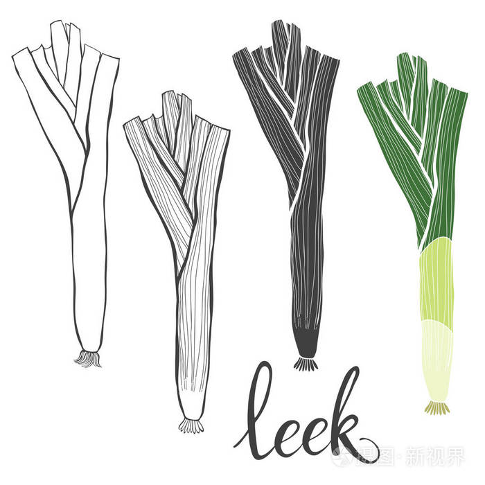 韭菜.手绘矢量插图, 素描.设计要素