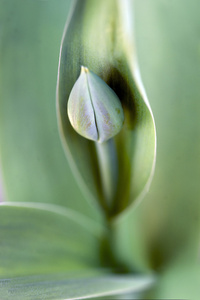 郁金香芽