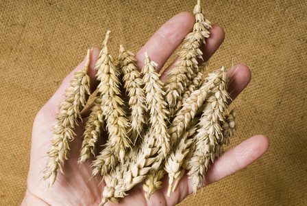 手中的小麦