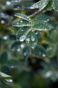 叶子上的雨滴