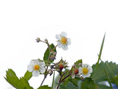 野生草莓植物