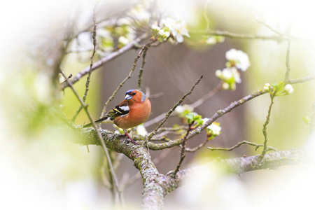 常见的燕雀春天开花的树, 野生动物, 春季
