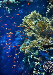 一组珊瑚鱼水。