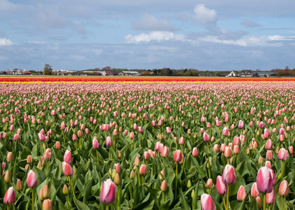 Bollenstreek，南荷兰，荷兰的郁金香字段