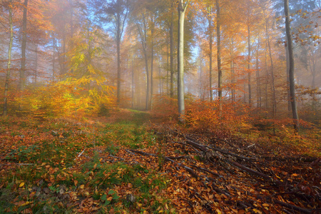 神秘的晨雾中秋天的树林