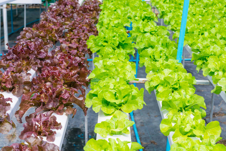 水莴苣蔬菜, 绿色和红色沙拉莴苣, 从水培中生长照片