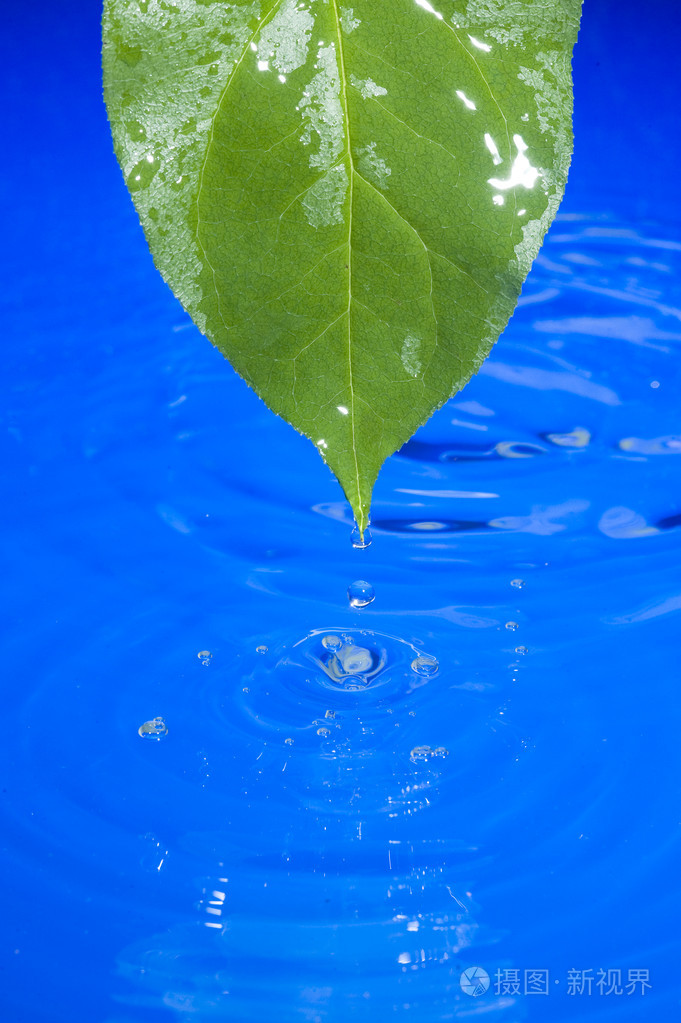 水和树叶