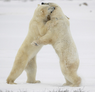 对抗北极熊。