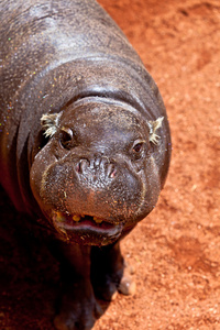 hippopotamus pigmy六质子liberiensis