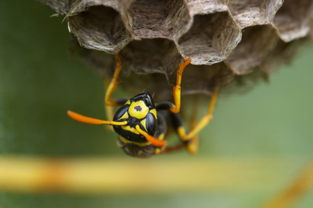 黄蜂Polistes Gallicus