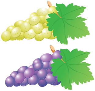 白葡萄分离的红白葡萄