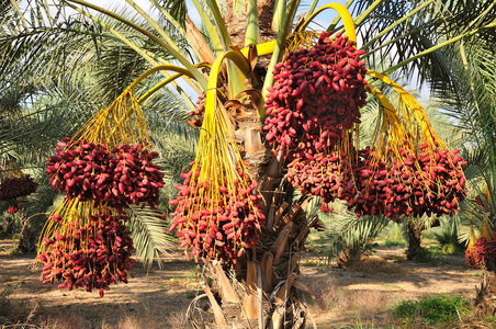 以色列北部花圈的小麦,矢量捆麦子,矢量温室成熟的山楂 (山楂) 浆果