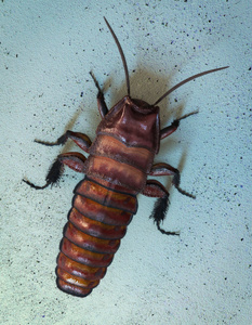 Cockroach horror movie_Cockroach movie comedy_Ghost cockroach movie