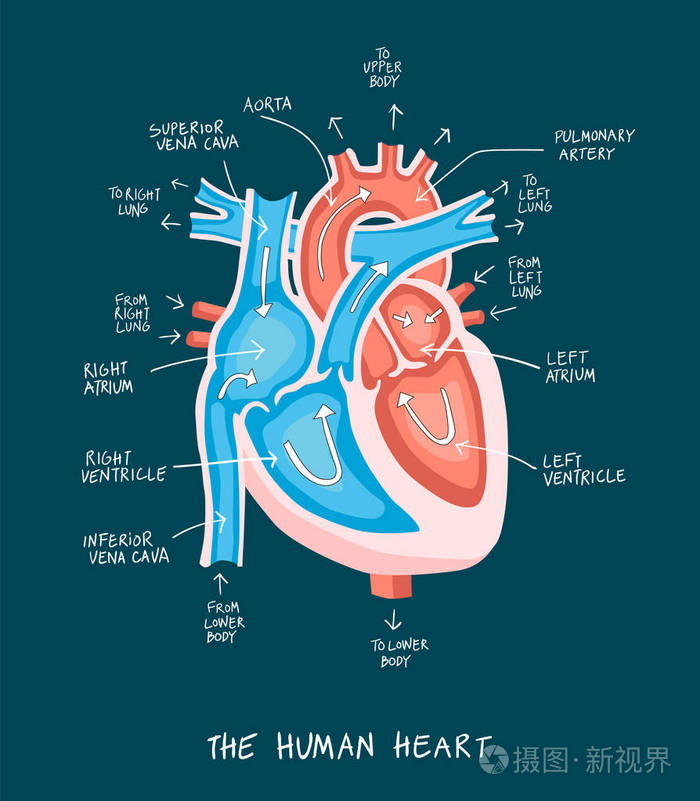手绘人体心脏解剖图 教育dia插画 正版商用图片03niul 摄图新视界