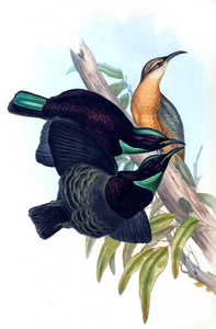 鸟的例证。澳大利亚的鸟类, 补充。1869