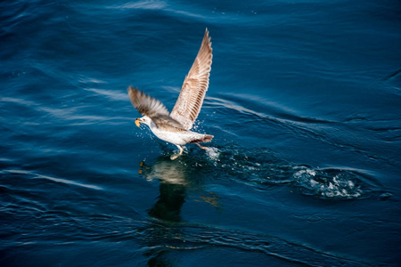 单只海鸥飞过海水域