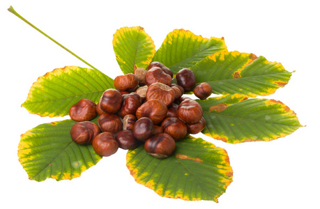 七叶树 horse chestnut的名词复数 