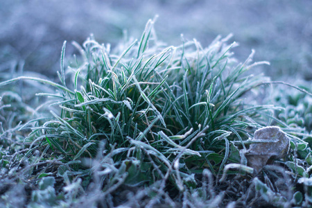 冷若冰霜的早晨.背景模糊的霜植物照片