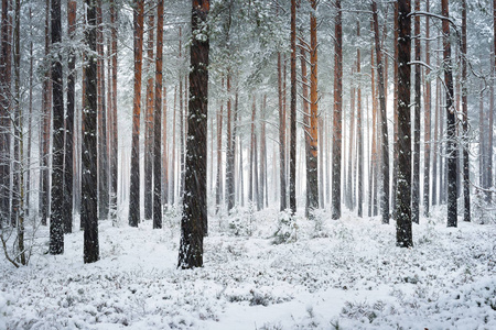 Snowcovered 松树林