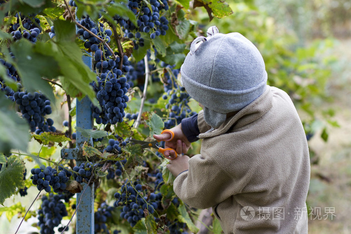 收集葡萄的男孩