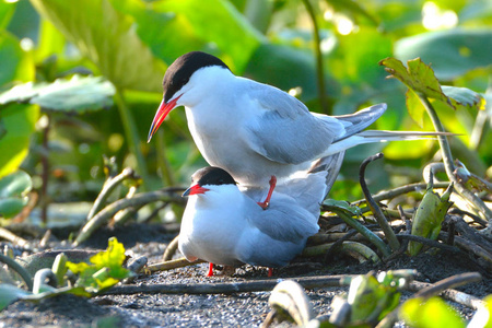 普通燕鸥Sternahirundo