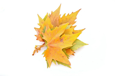 白色的黄叶照片