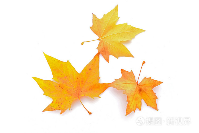 yellow leaves isolated on white