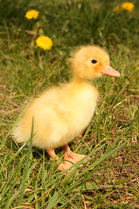 一只黄色毛茸茸的小鸭子