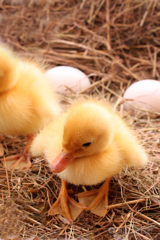三只带鸡蛋的黄毛鸭