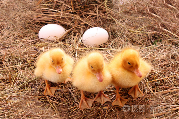 三只带鸡蛋的黄毛鸭