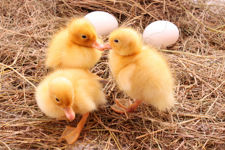 黄颜色的橡胶玩具鸭妈妈和小鸭子在黄色背景.